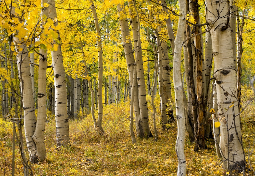 yellow leaf trees on green grass field during daytime