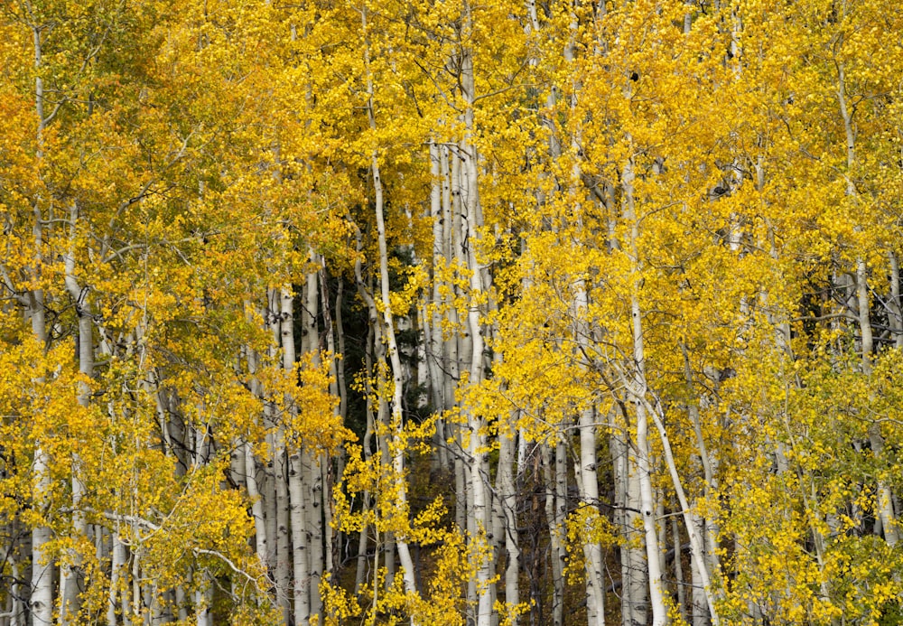 yellow leaf trees during daytime