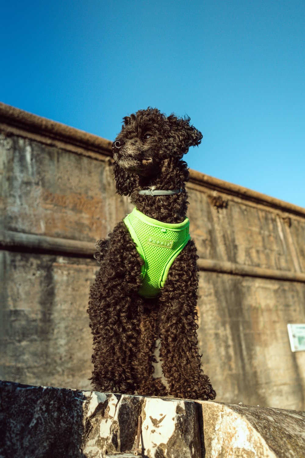 black curly coated small dog with green and black shirt