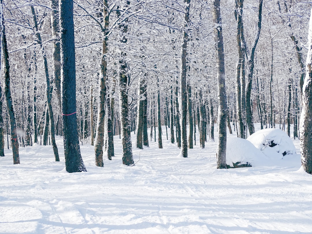 Forest photo spot Ski Mont Blanc Quebec Griffintown