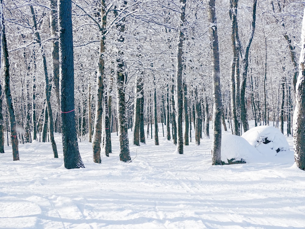 snow covered trees during daytime