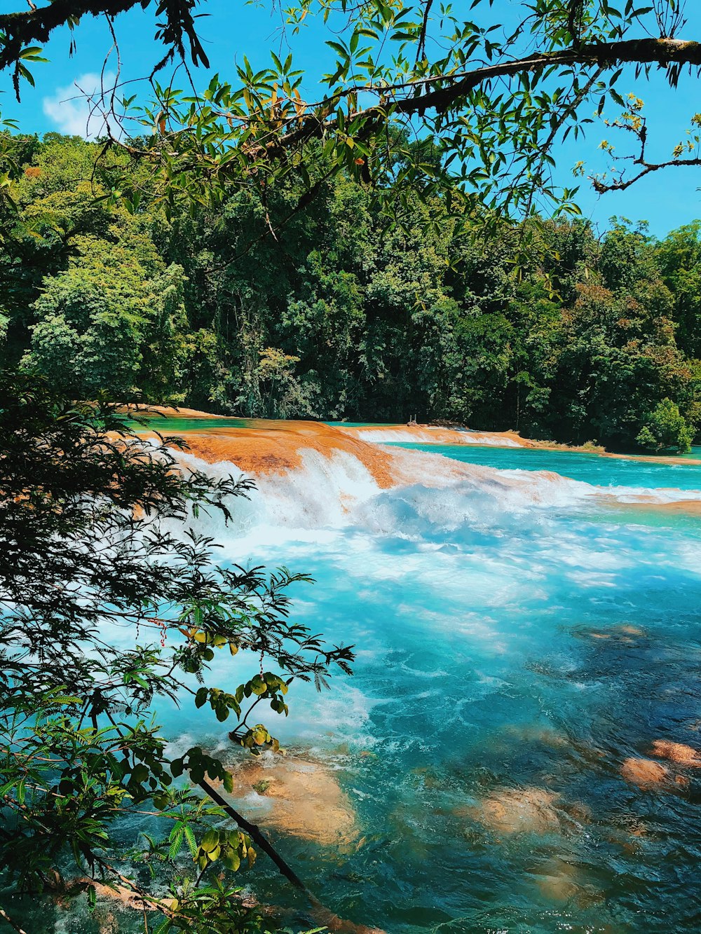 Árboles verdes junto al río durante el día