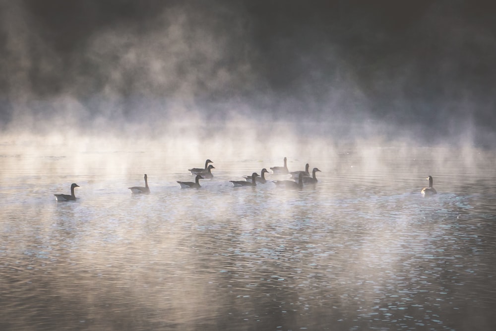 flock of geese on water