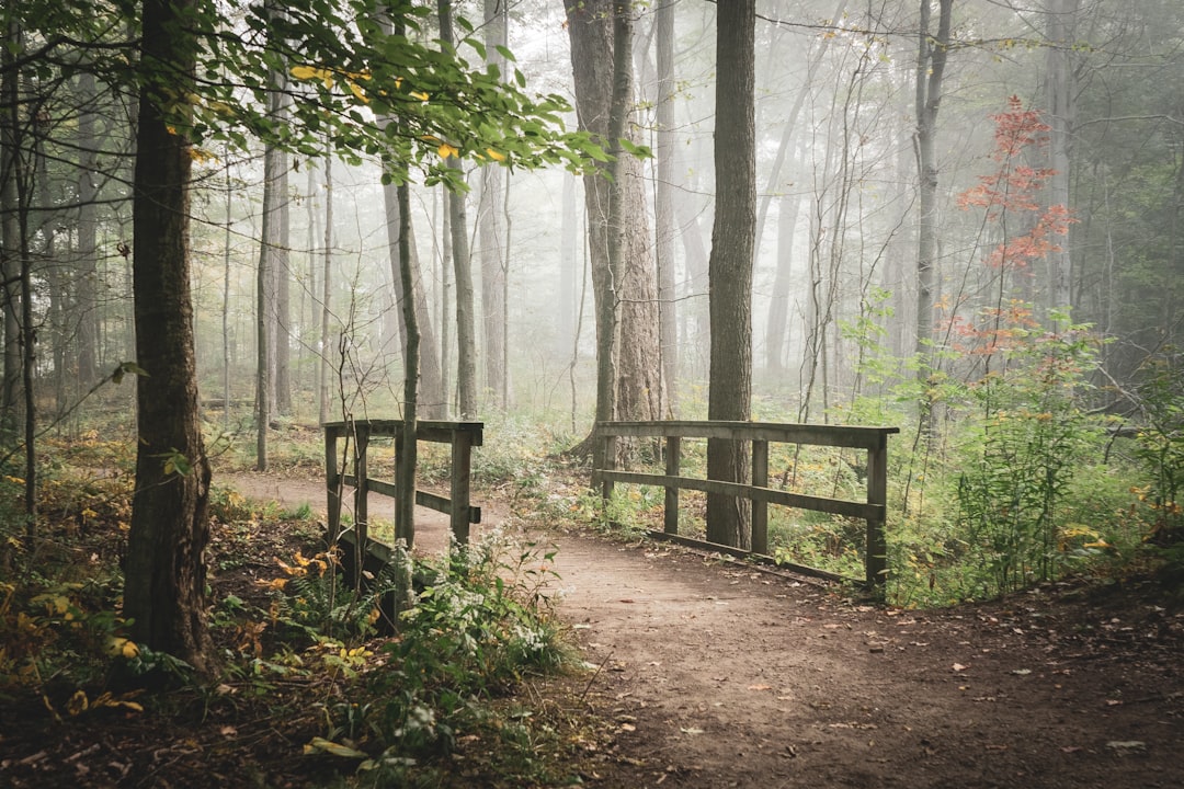 brown wooden bench on forest during daytime