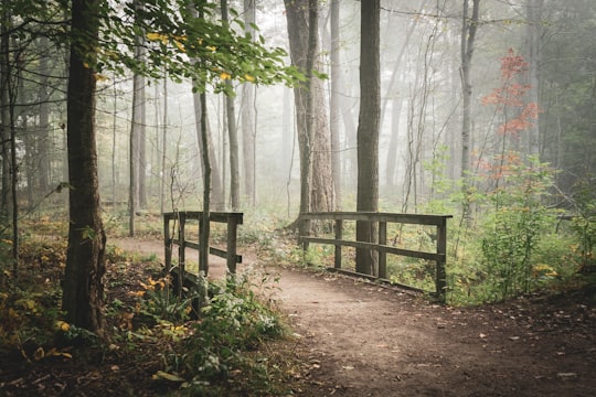 brown wooden bench on forest during daytime in Aylmer Canada