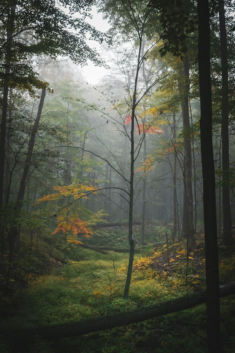 alberi verdi e marroni durante il giorno