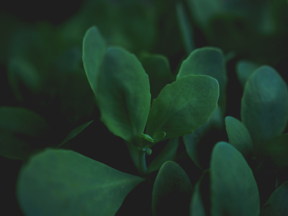 green leaves in close up photography