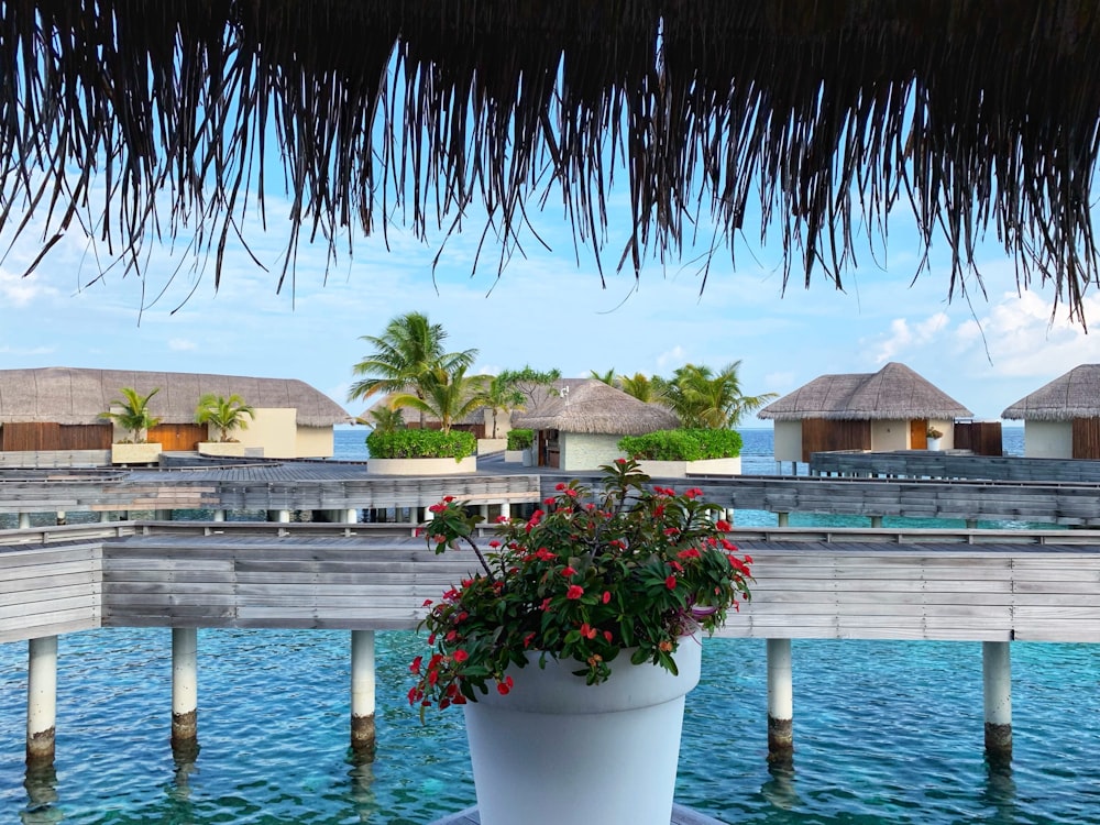 green and brown palm tree near body of water during daytime