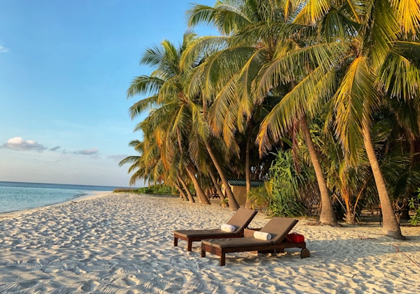 brown wooden bench on beach during daytime