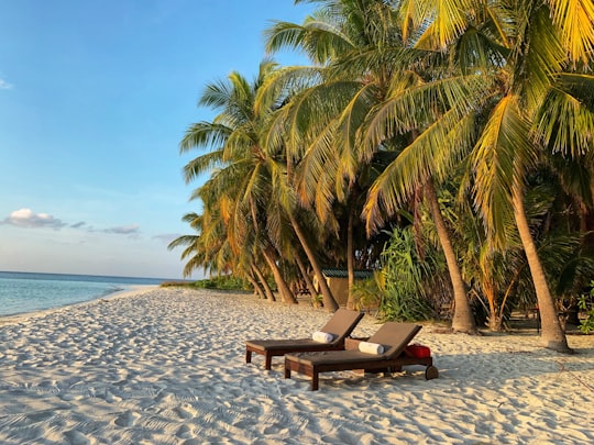 brown wooden bench on beach during daytime in Maldive Islands Maldives