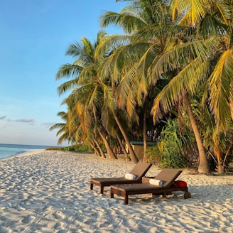 brown wooden bench on beach during daytime