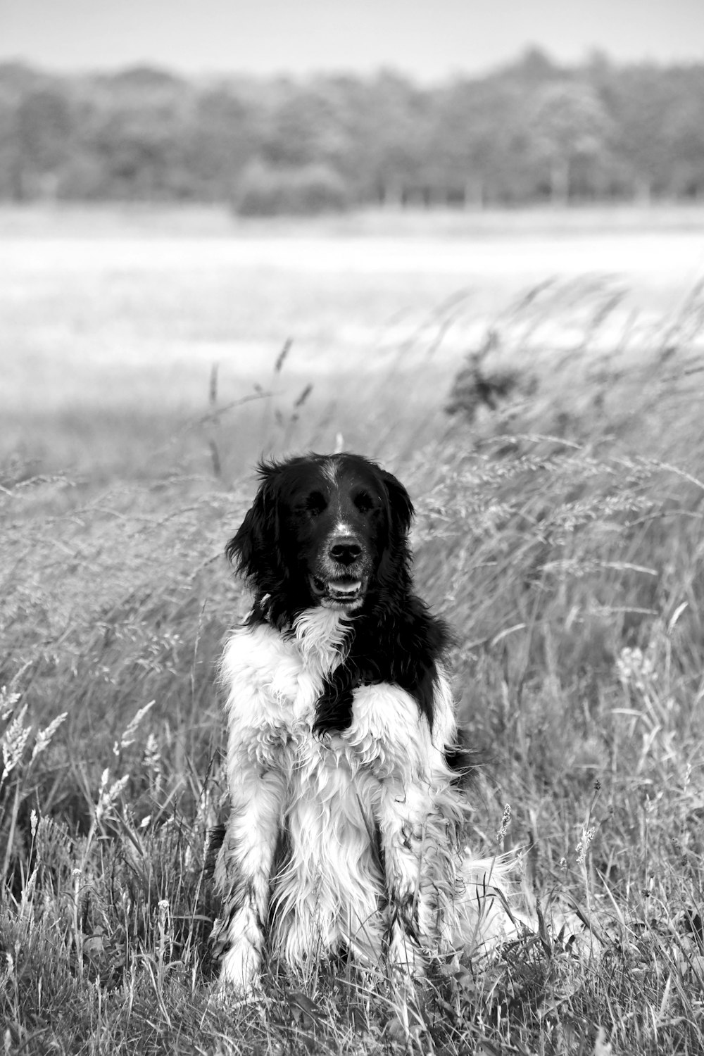 grayscale photo of long coated dog on grass field