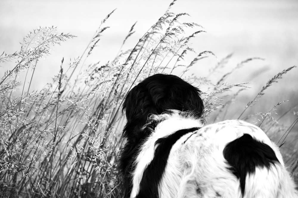 black and white long coated dog