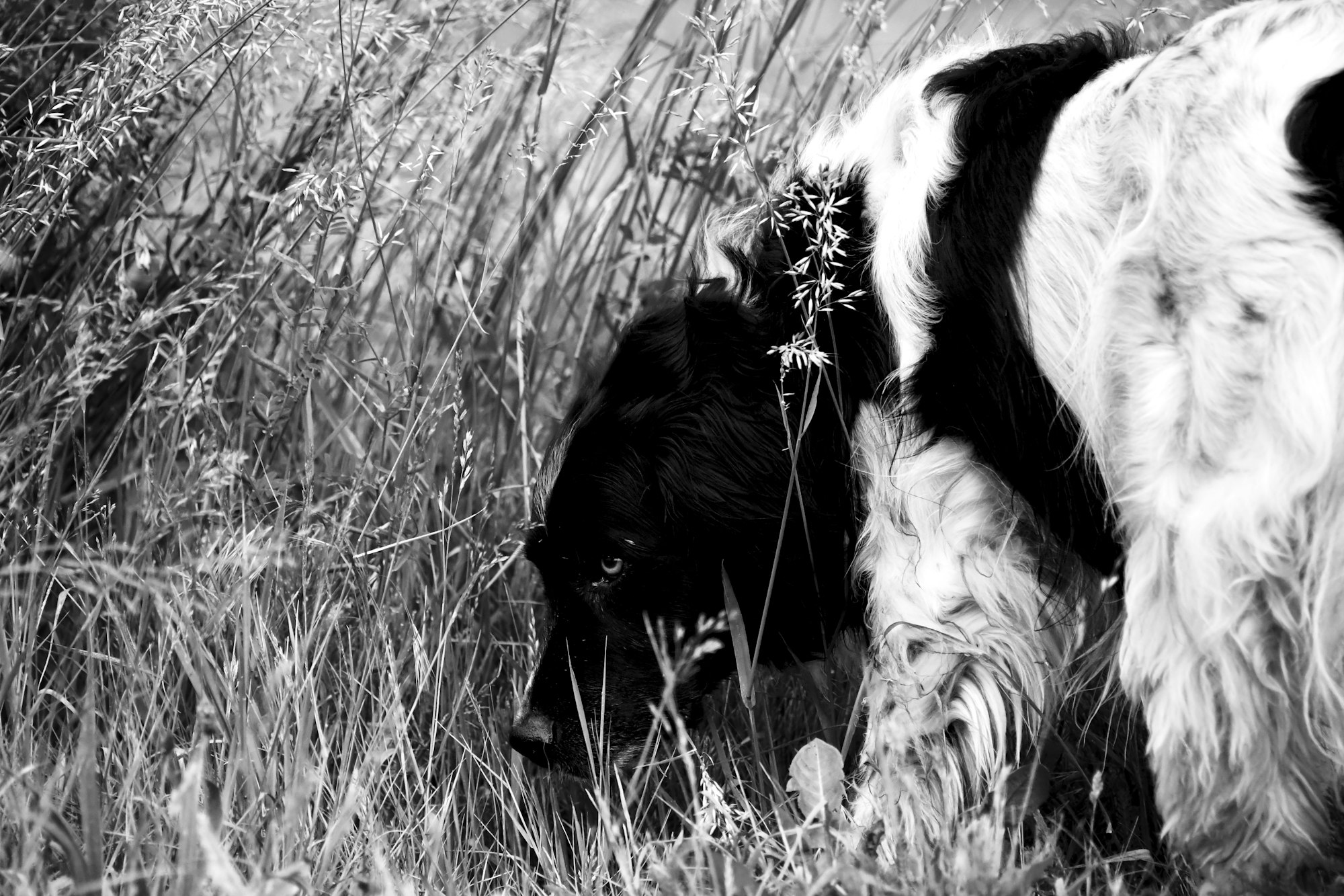 grayscale photo of black and white long coat medium Stabyhoun dog