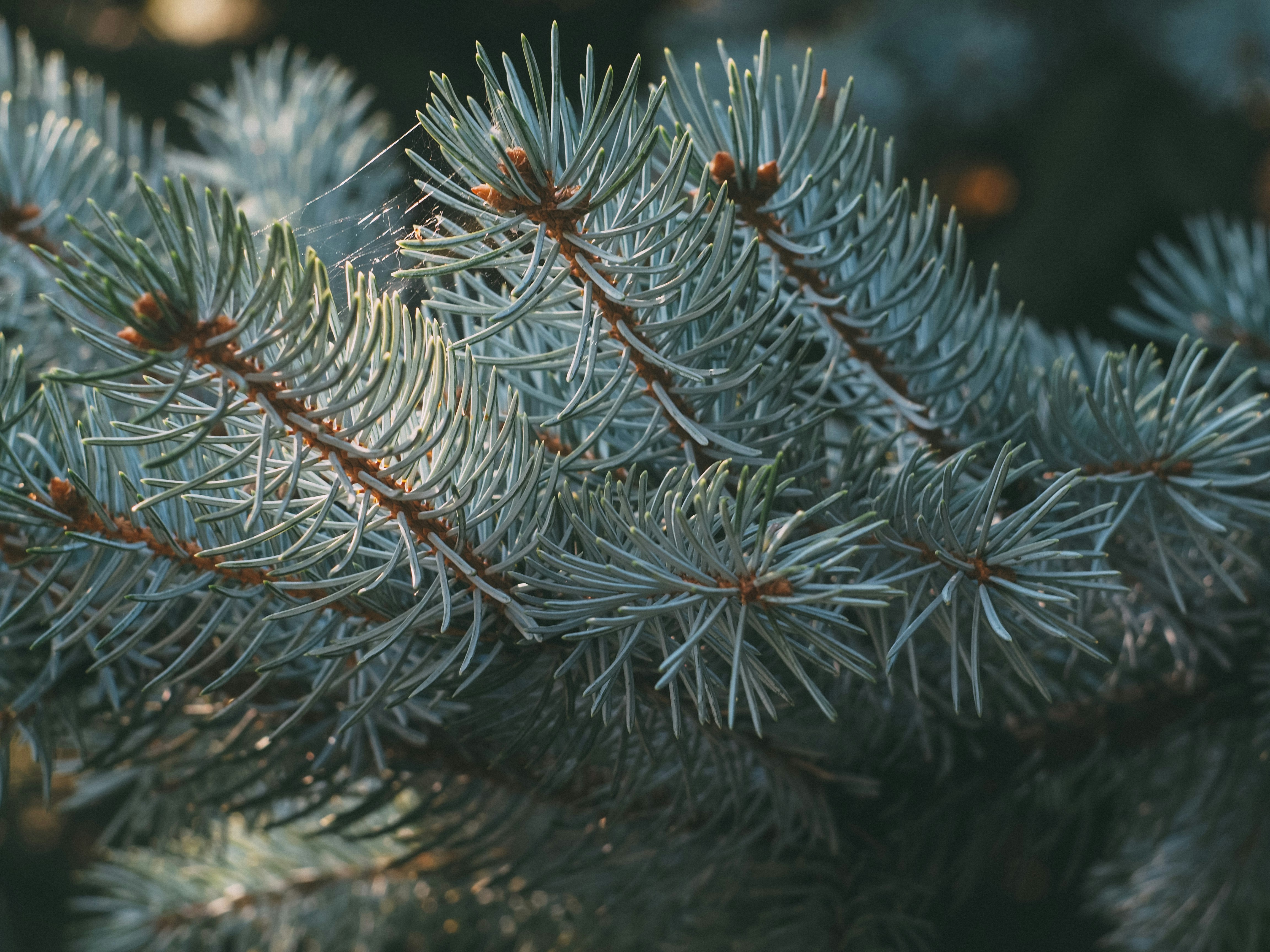 Photo by dariasha911