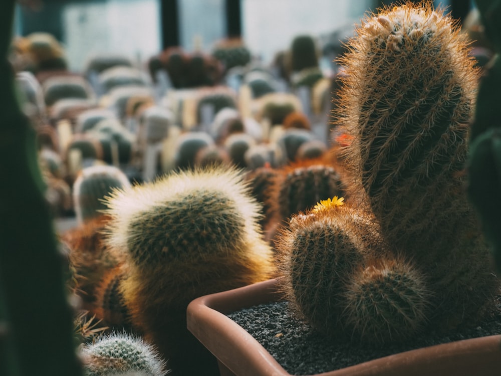 person holding green cactus in front of people