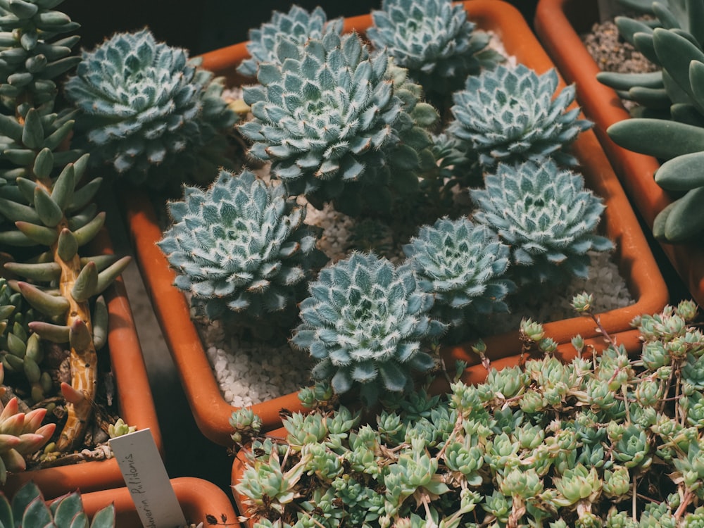 green plant on brown clay pot