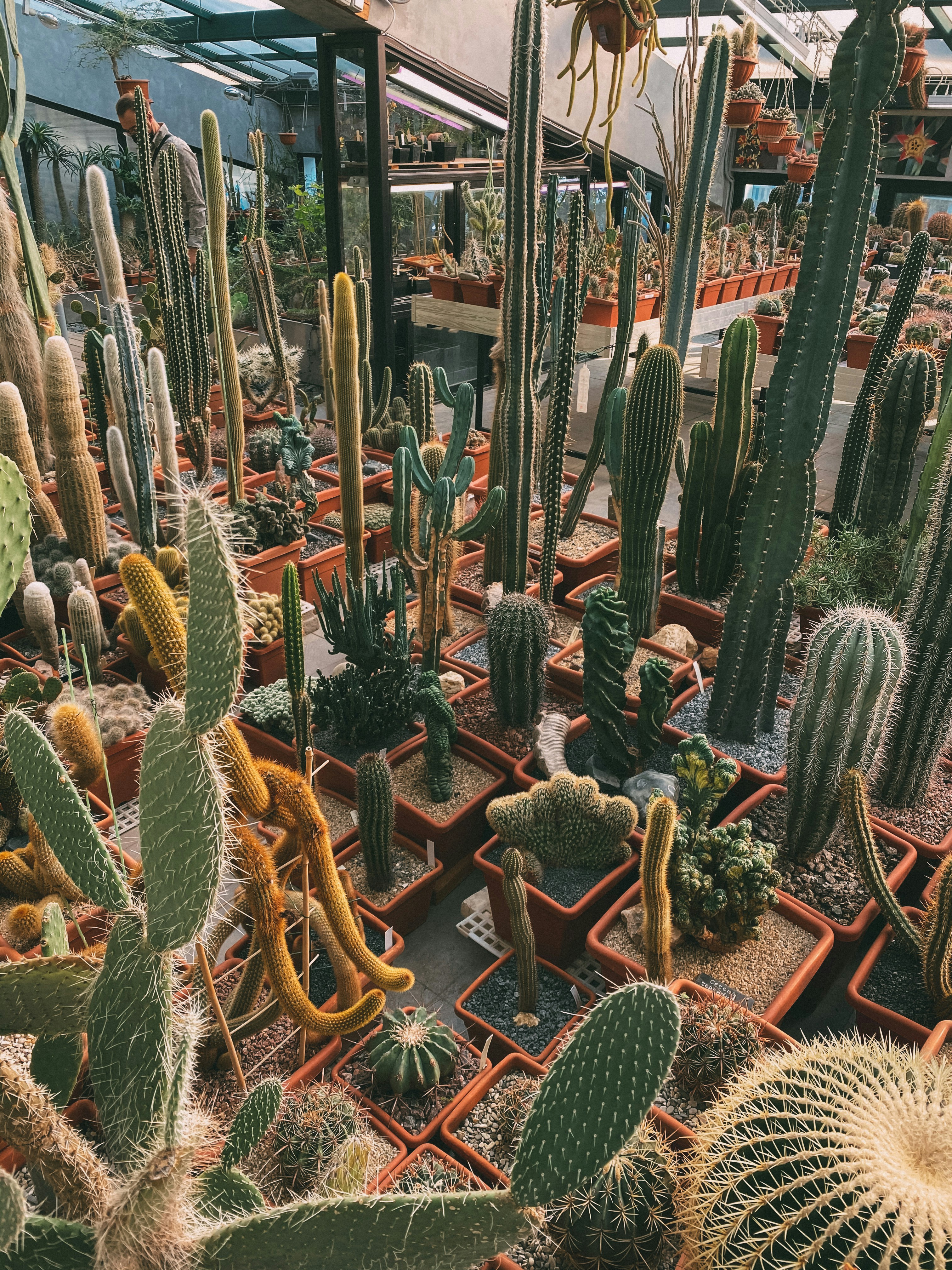 茶色の木製の柵に緑のサボテンの植物