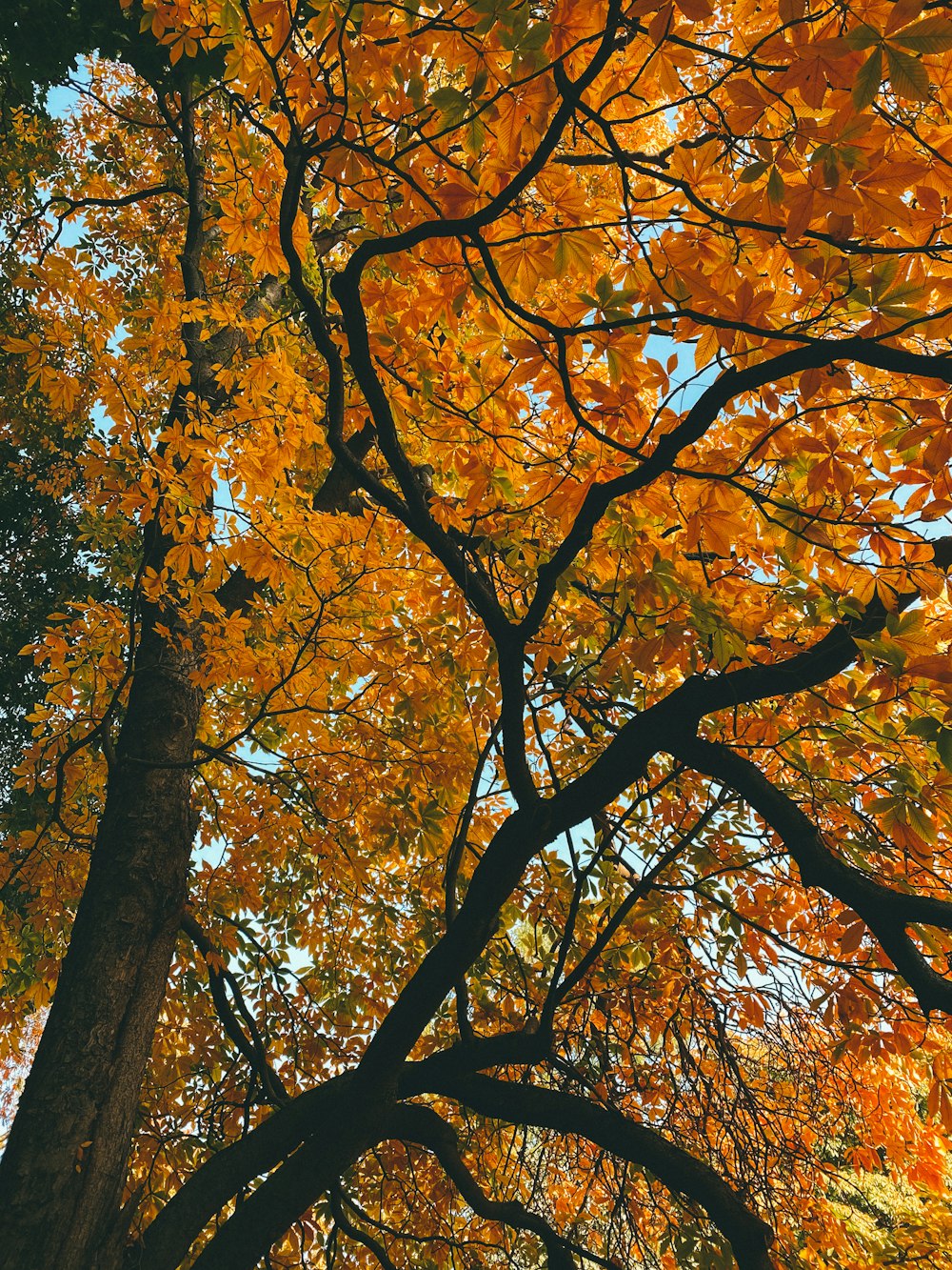 brown leaf tree during daytime