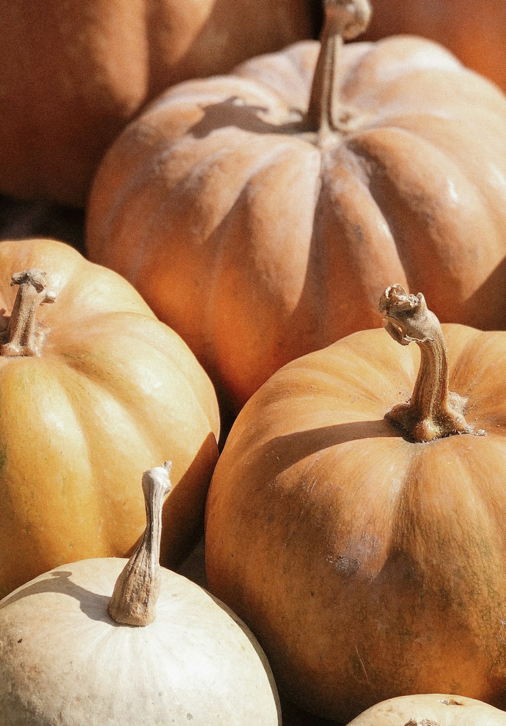 orange pumpkin on white ceramic plate