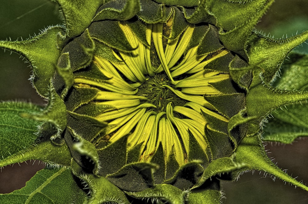 yellow and green flower in bloom