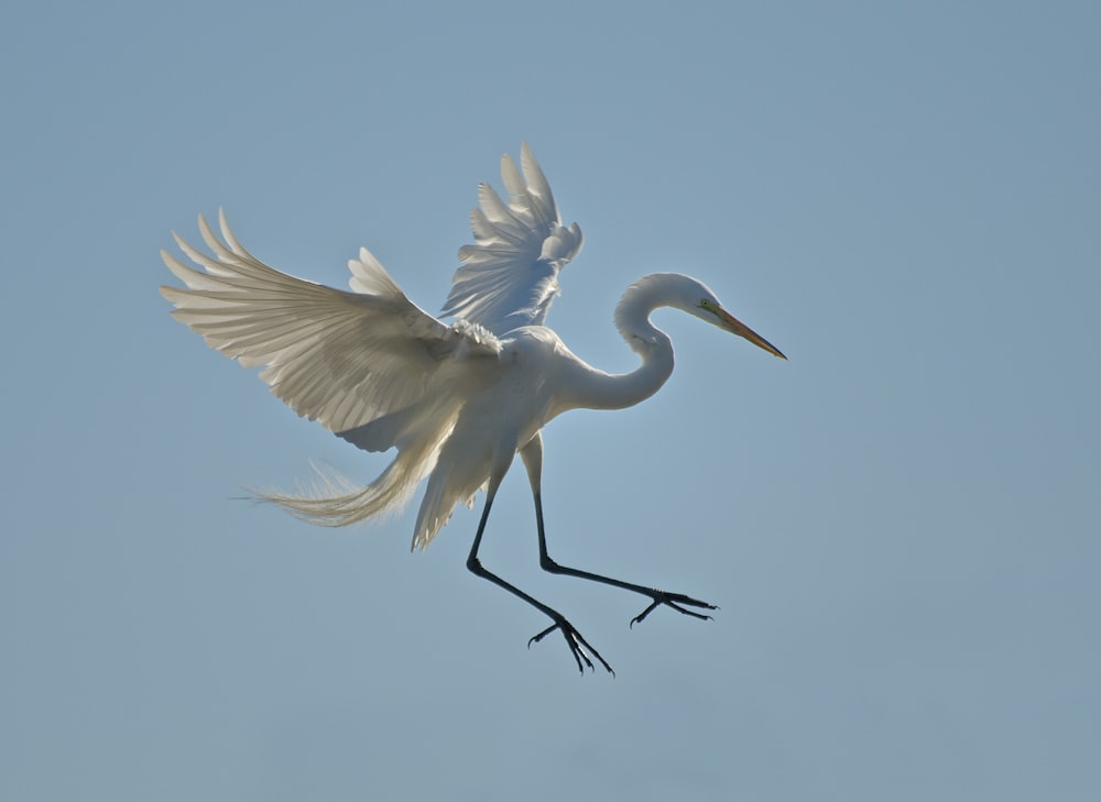 weißer Vogel, der tagsüber unter blauem Himmel fliegt