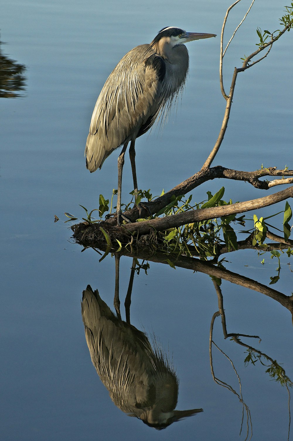 white bird on brown tree branch on water during daytime