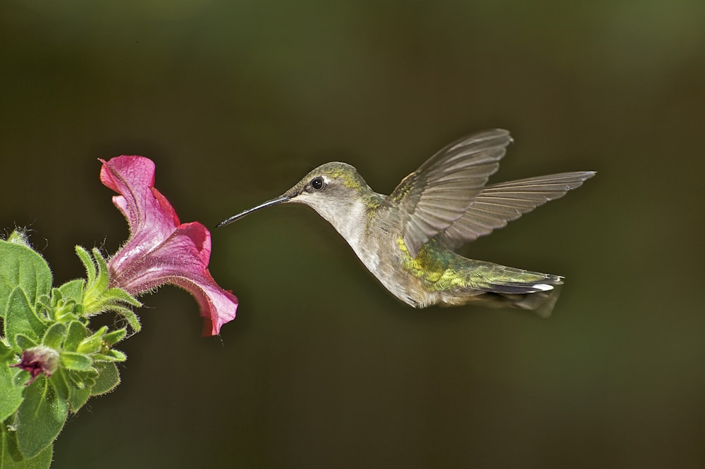 green and white humming bird flying