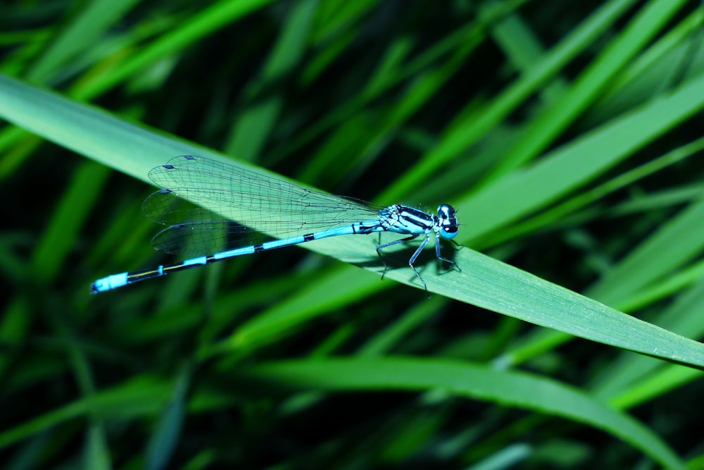 blue damselfly perched on green leaf in close up photography during daytime