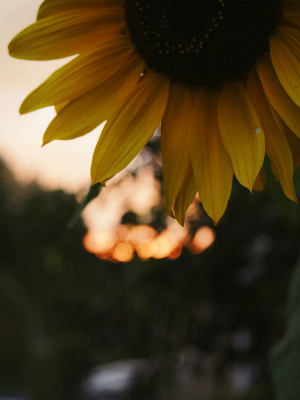 yellow sunflower in tilt shift lens