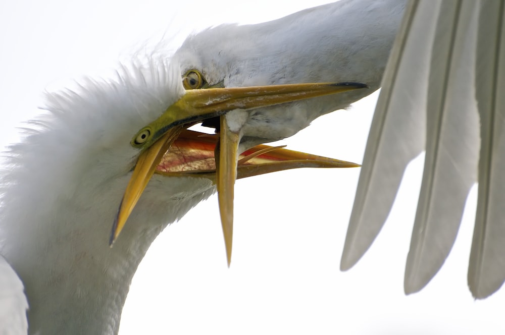 white bird with yellow beak