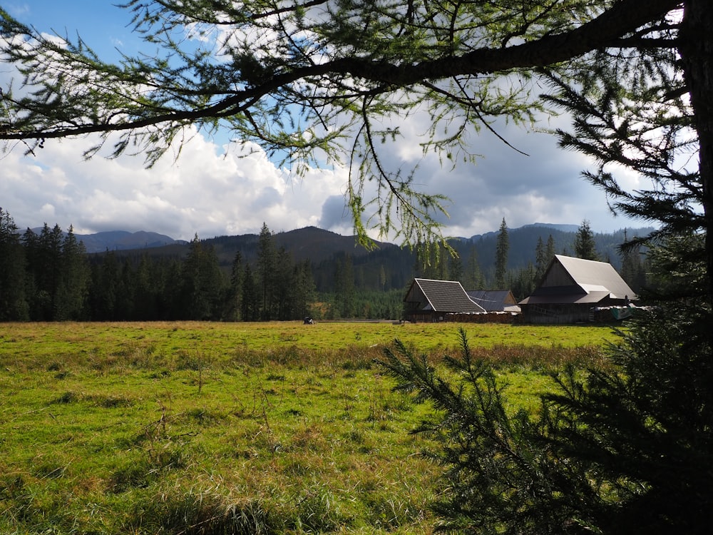 green grass field with trees and mountains in distance