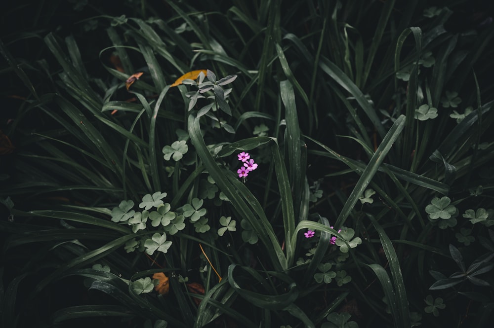 purple and white flowers with green leaves