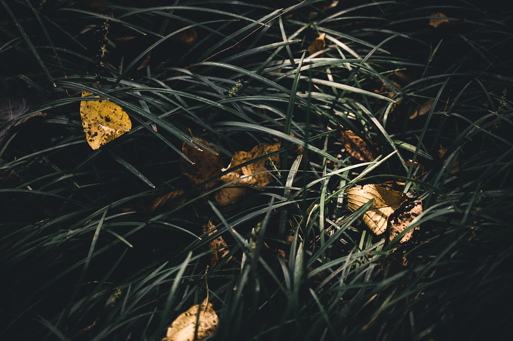 brown mushroom on green grass