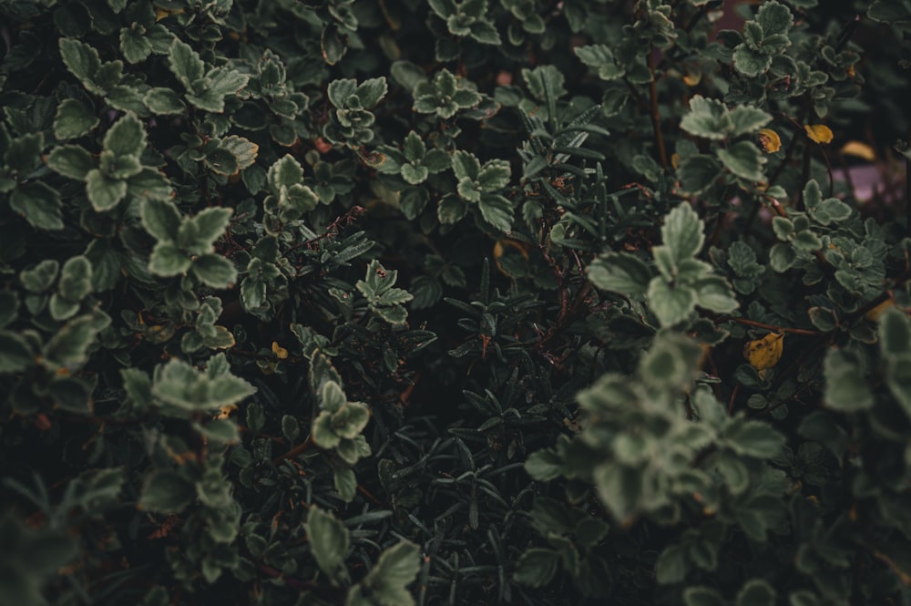 green leaves plant during daytime