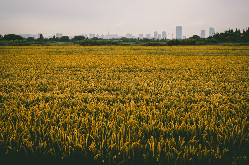 yellow wheat field during daytime