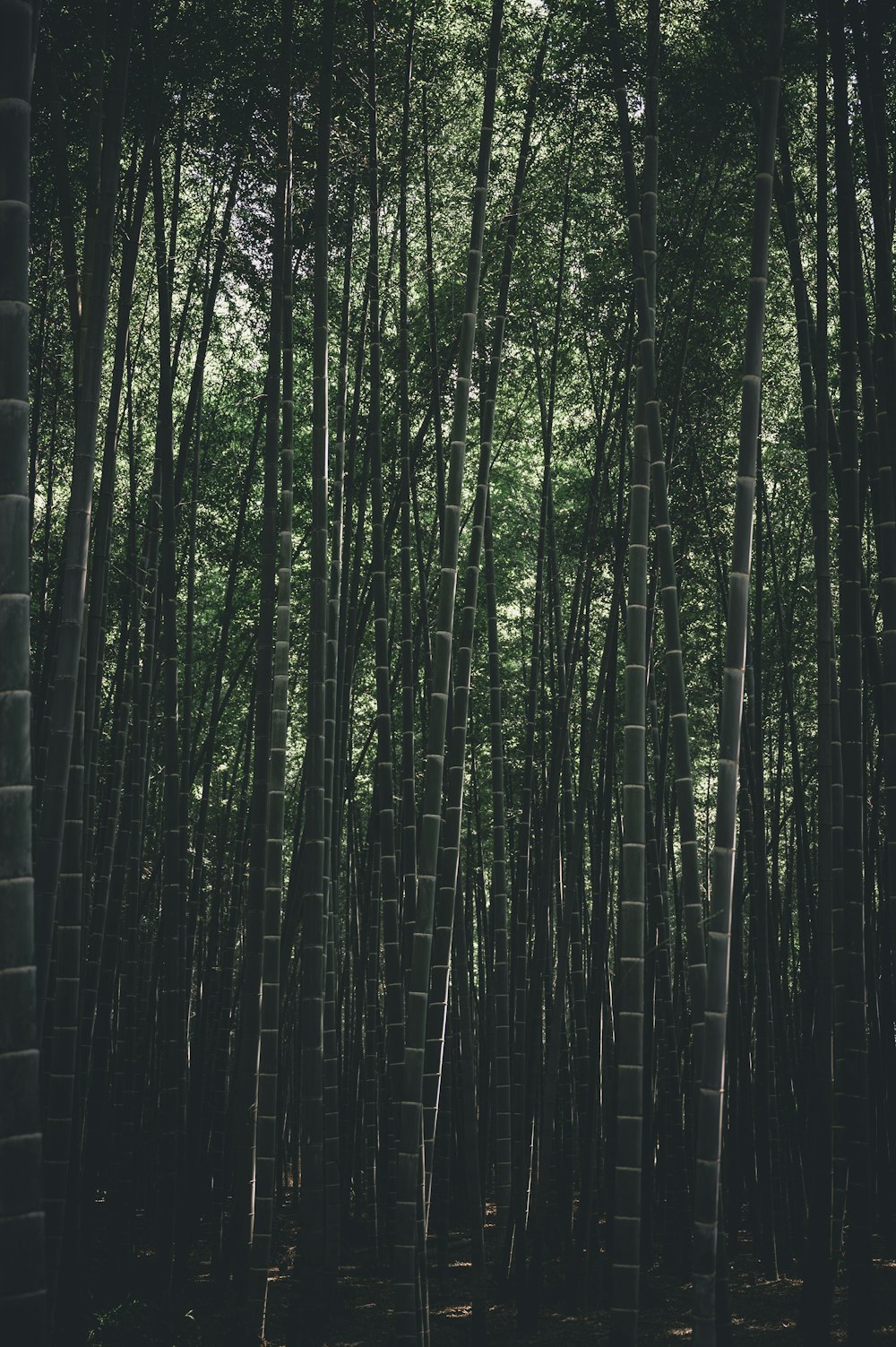 green bamboo trees during daytime