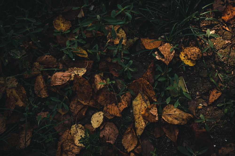 brown dried leaves on ground