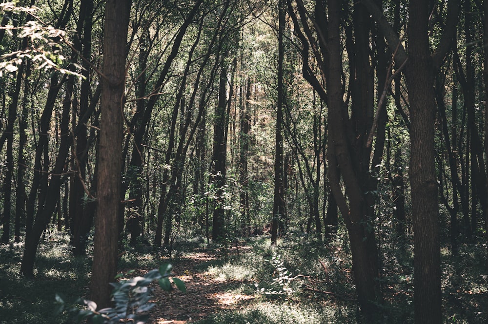 green and brown trees during daytime