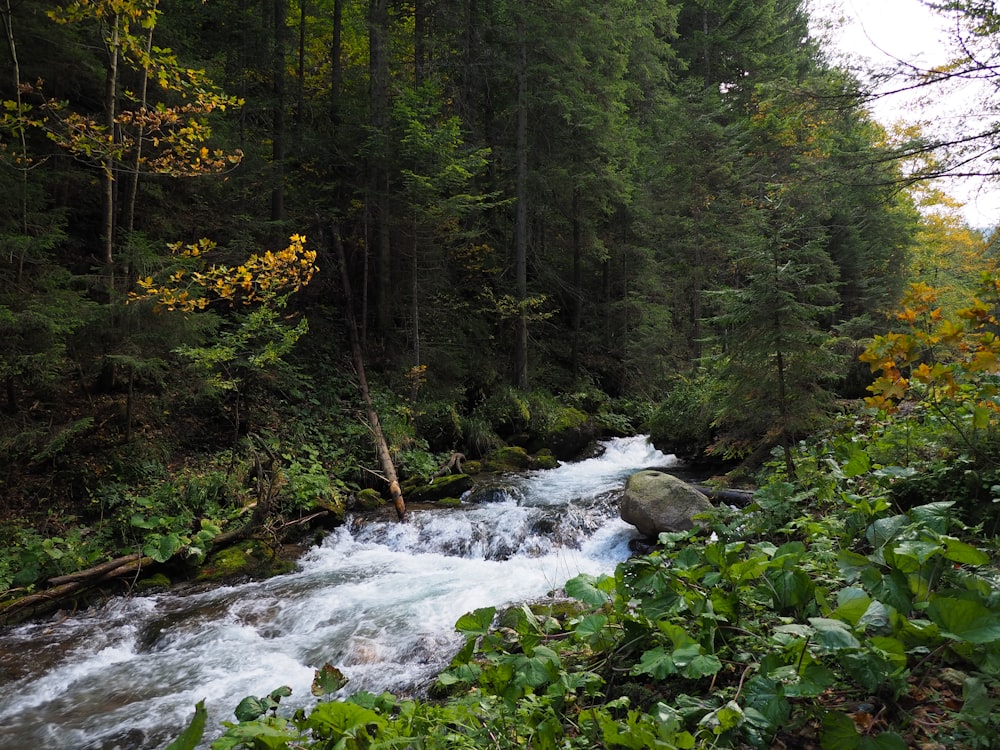 river in the middle of forest during daytime