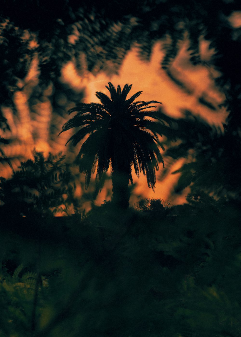 silhouette of palm tree during sunset