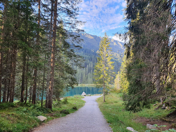 A tranquil lakeside pathway framed by towering pines and soft natural light filtering through.