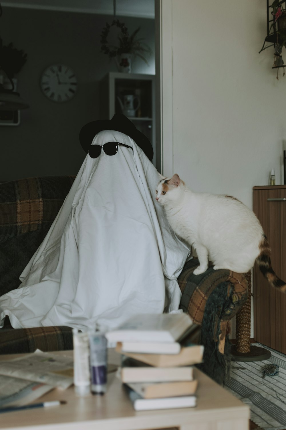 white cat on brown wooden chair