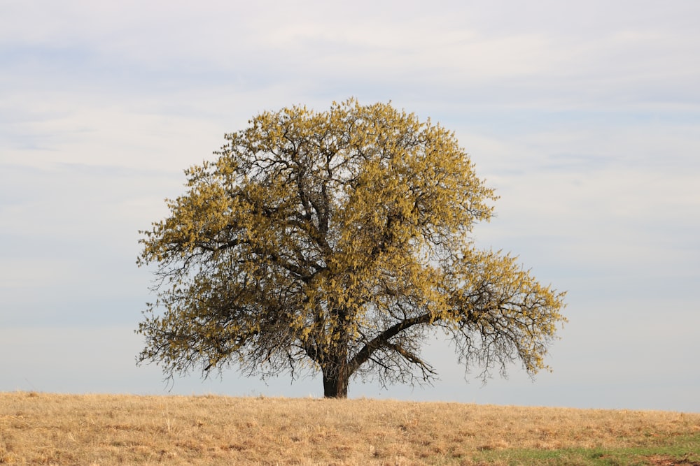 green tree on brown field during daytime