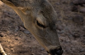 A close-up view of a deer's head, focusing on its gentle eyes and textured fur. The background consists of a natural forest floor, with muted earthy tones.