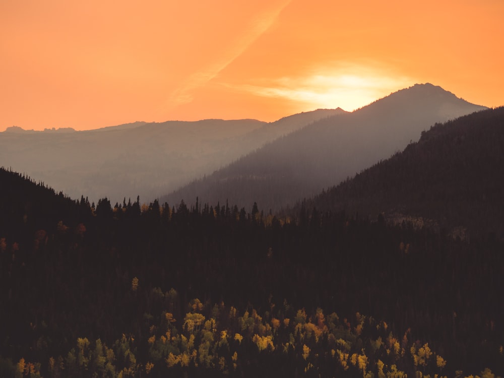 silhouette of trees during sunset