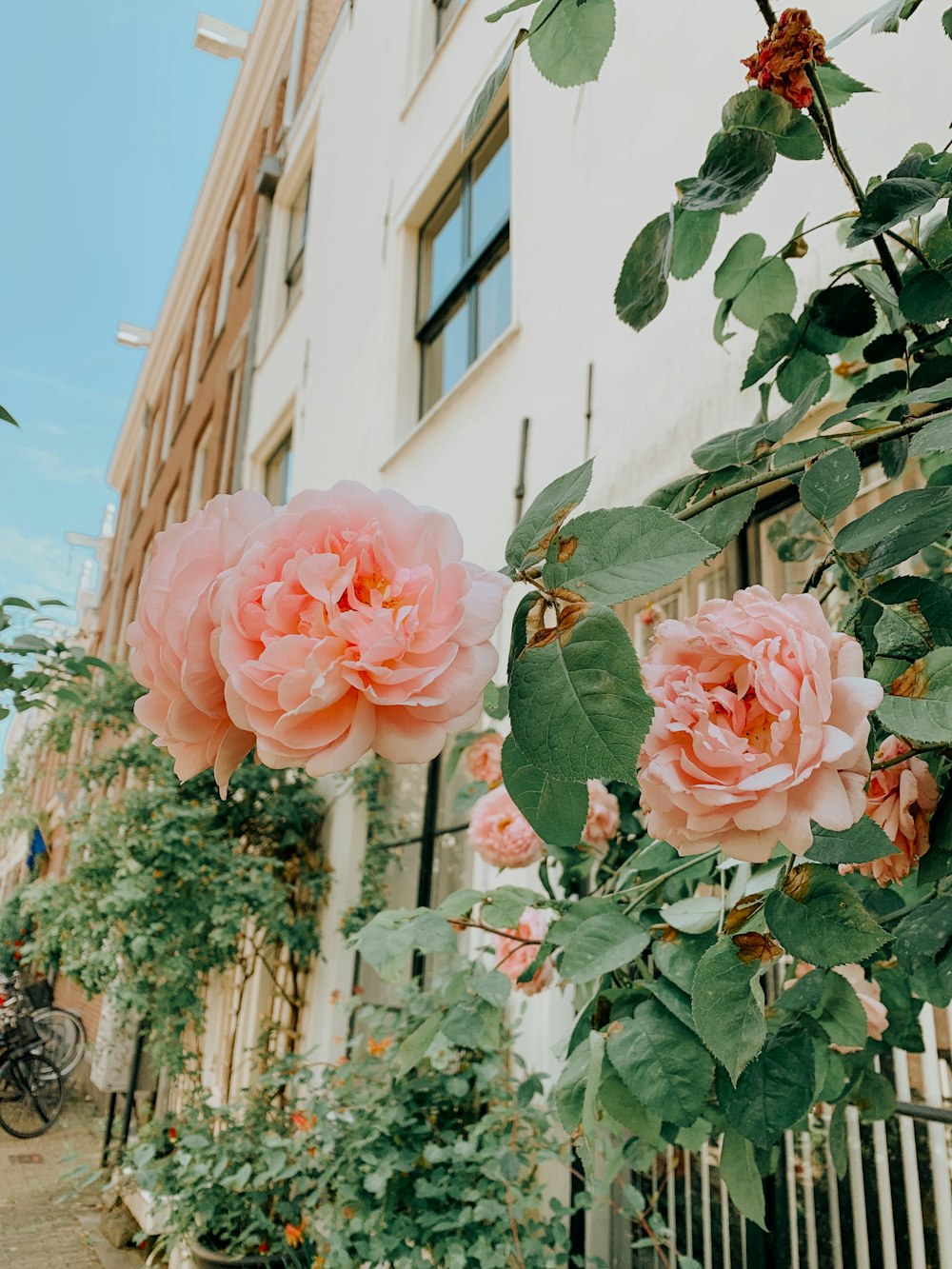 pink roses in bloom during daytime