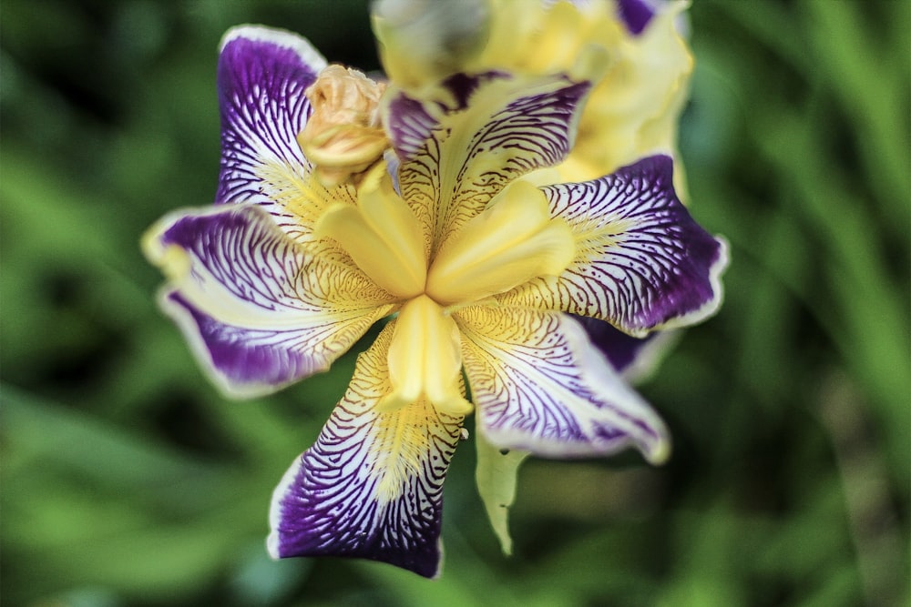 purple and yellow flower in macro shot