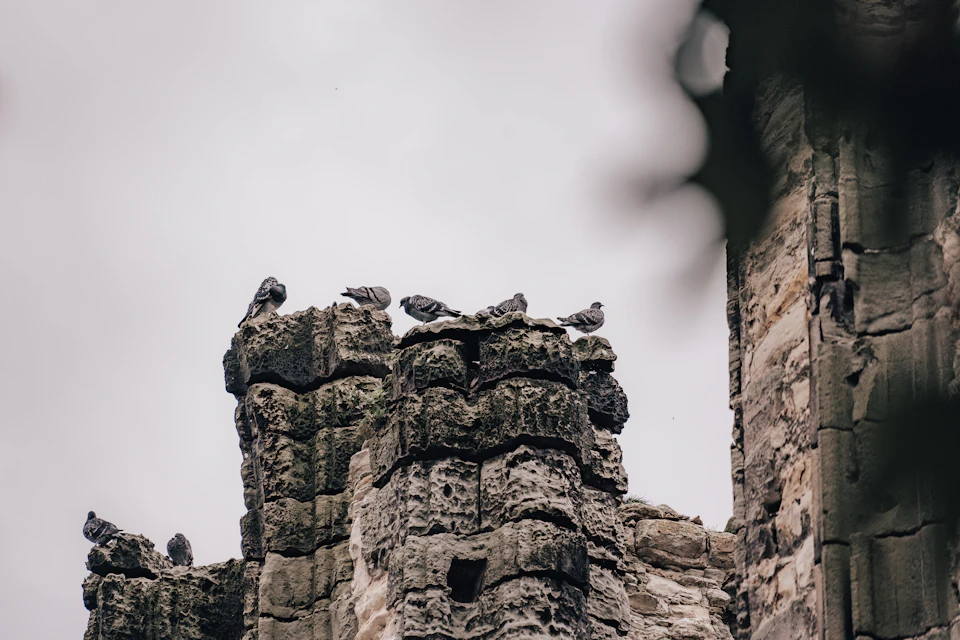 The image depicts a stone wall with a group of birds perched on it, facing different directions and appearing to be engaged in various activities such as preening or simply resting. The perspective is from below, looking up at the wall and the birds, creating a sense of scale and grandeur. In the background, there are trees visible, adding depth and context to the scene.