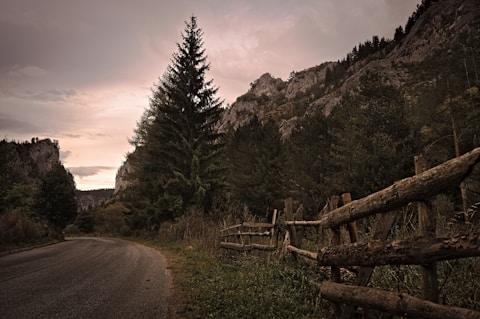 green pine trees near mountain during daytime